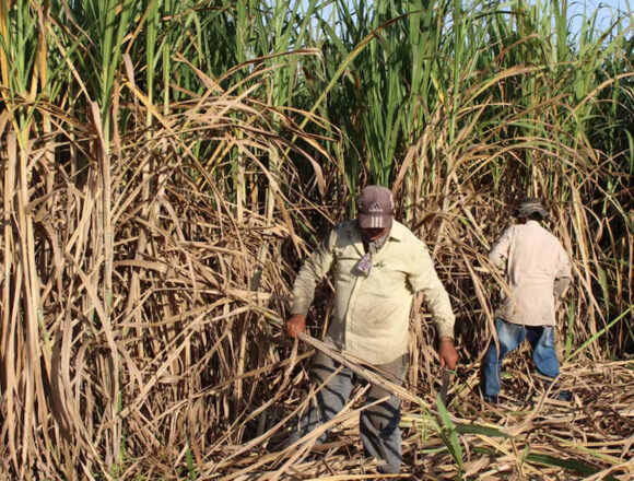 Paraguay impulsa la producción orgánica con nueva unidad
