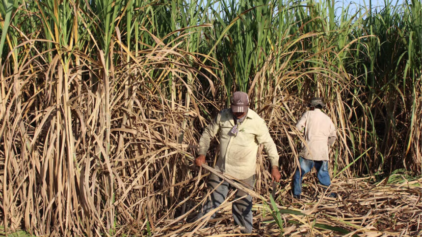 Paraguay impulsa la producción orgánica con nueva unidad Paraguay impulsa la producción orgánica con nueva unidad