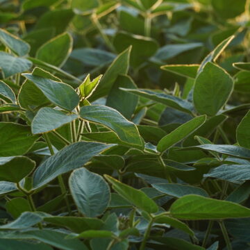Cosecha récord de soja: un salvavidas para las finanzas paraguayas