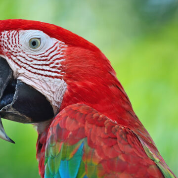 Rescatan guacamayo transportado de forma irregular