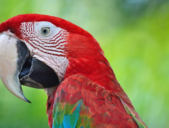 Rescatan guacamayo transportado de forma irregular