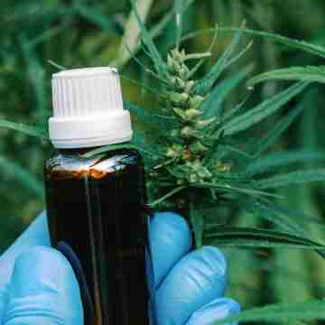 Cannabis Paraguay exporta cannabis premium a Suiza