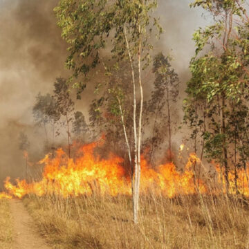 INCENDIOS FORESTALES EN PY Incendios Forestales Afectan Más de 10.000 Hectáreas