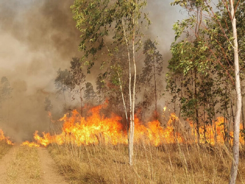 Incendios Forestales Afectan Más de 10.000 Hectáreas