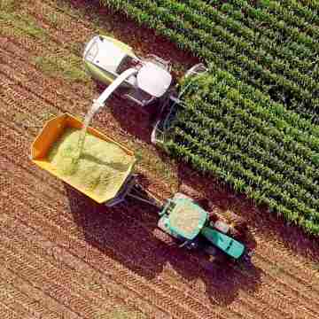 Sequía en el campo: alerta por soja