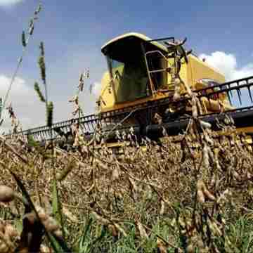 Sequía afecta a pequeños productores de soja