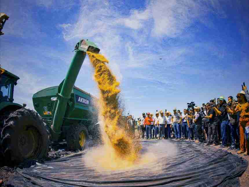 Producción de arrocera en Paraguay crece con fuerza