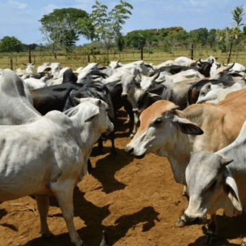 ARP rechaza cronograma oficial para fiebre aftosa