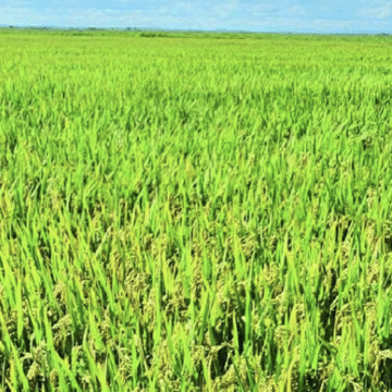 Arroz gana espacio en Región Oriental