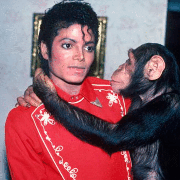 Bubbles, chimpancé icónico, vive lejos Jackson