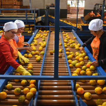Frutika impulsa empleo con producción frutícola
