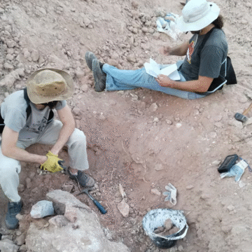 Descubren nueva especie de dinosaurio carnívoro