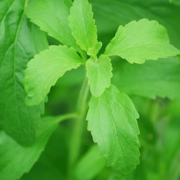 produccion Producción de stevia crece tras años difíciles