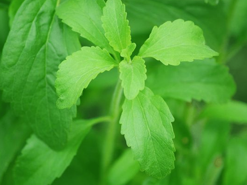 produccion Producción de stevia crece tras años difíciles